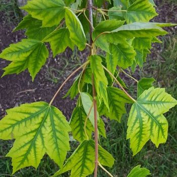 Red Maple with Manganese deficiency
